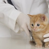 Discover a Career as a Veterinary Assistant